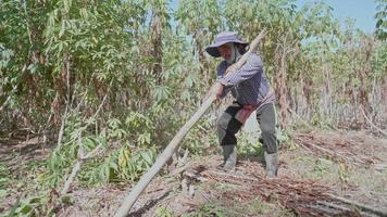 Thailändska bönder använder manuella verktyg som kallas mobila grävmaskiner för att gräva och lyfta kassava från underjorden. utan att använda maskiner. kassava odling i thailand video