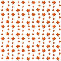 pattern of Red maple leaves on white background. texture design in autumn leaf of maple concept as a seasonal themed concept used in icon, logo of the fall weather vector