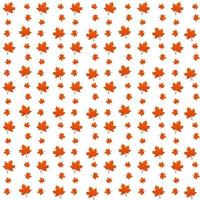 pattern of Red maple leaves on white background. texture design in autumn leaf of maple concept as a seasonal themed concept used in icon, logo of the fall weather vector