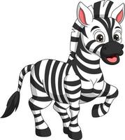 Cute zebra cartoon on white background vector
