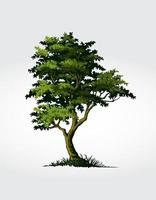 ilustración vectorial de árbol. árbol un símbolo de fuerza, poder, longevidad, libertad, fertilidad, esperanza y continuidad. vector