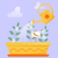 Garden box with pepper seedlings. Watering flowering seedlings against a cloudy sky. Vector isolated image in flat style.