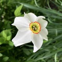 macro photo white narcissus flowers