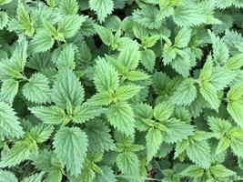 Macro photo green nettle plant background