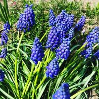 macro photo spring blue flowers