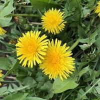 Macro photo yellow dandelion flowers