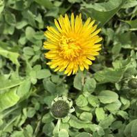 Macro photo yellow dandelion flowers