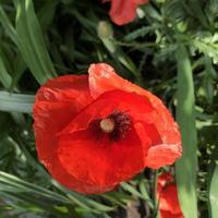 Macro photo red blooming poppy flower