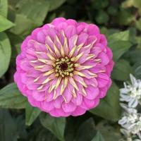 Macro photo blooming pink flowers