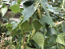 macro photo green birch cone tree