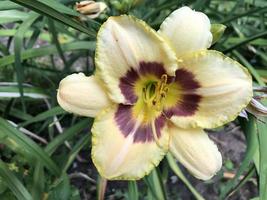 macro photo yellow lily flower