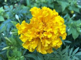 macro photo yellow tagetes flower