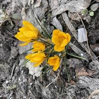 Macro photo spring flowers