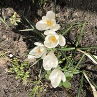 Macro photo spring flowers