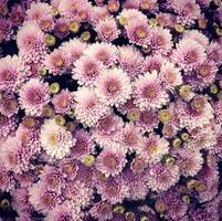 Macro photo blooming pink flowers