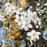 macro foto floreciente cereza sakura flores árbol