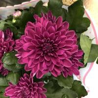 Macro photo blooming pink flowers