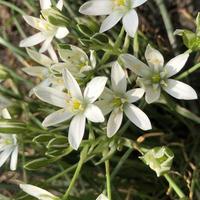 Macro photo white summer flowers