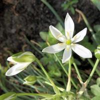 Macro photo white summer flowers