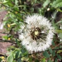 macro photo blooming dandelionn flower