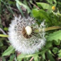 macro photo blooming dandelionn flower