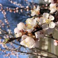 macro foto floreciente cereza sakura flores árbol