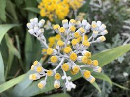 Macro photo white summer flowers