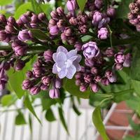 macro photo violet blooming syringa flowers