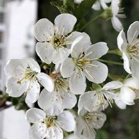 Macro photo blooming cherry sakura flowers tree