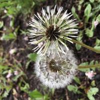 macro photo blooming dandelionn flower