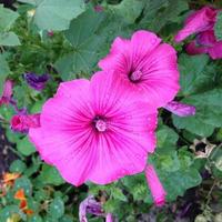 Macro photo blooming pink flowers