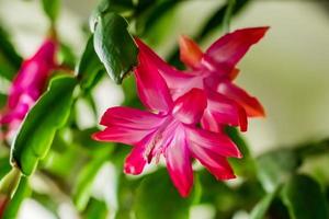 hermosa primavera schlumbergera flor de cerca. capullo rosa de zygocactus. plantas caseras y jardineria foto