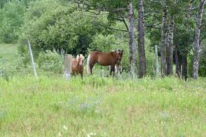 un caballo y un pony parados en un campo foto