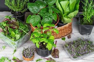 Set of various fresh herbs and leaf salads photo