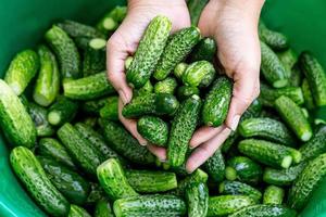 Fresh ripe green cucumbers in hands and in a large bowl