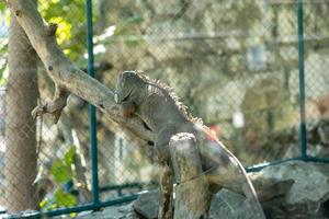 Iguana laying on the tree on a sunny day in the Belgrade Zoo photo