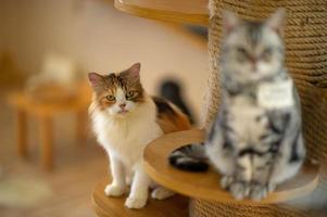 gatos lindos y juguetones sentados en la casa, concepto de amante fiel foto