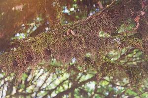 los árboles en el bosque tienen musgos y helechos a lo largo del tronco. foto