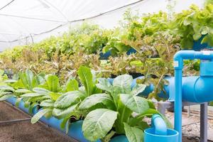 granja de cultivo de vegetales hidropónicos orgánicos foto