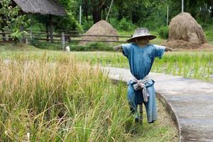 espantapájaros de pie en una granja de arroz. foto
