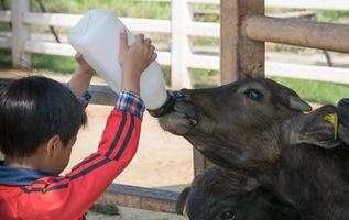 niño da biberón a búfalos en la granja foto