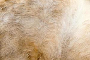Brown horse fur background photo