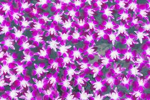 colourful orchid background photo