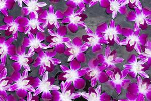 colourful orchid background photo