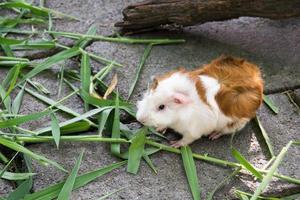 Guinea pig eating grass photo