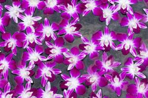 colourful orchid background photo