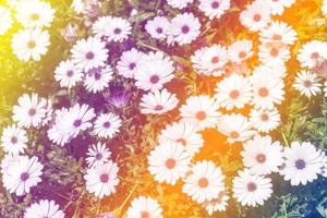 Beautiful multicolored flowers background photo