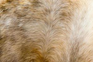 Brown horse fur background photo