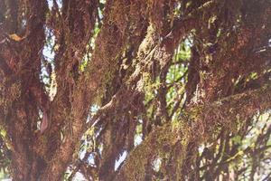 los árboles en el bosque tienen musgos y helechos a lo largo del tronco. foto