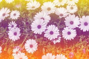 Beautiful multicolored flowers background photo